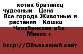 котик британец чудесный › Цена ­ 12 000 - Все города Животные и растения » Кошки   . Челябинская обл.,Миасс г.